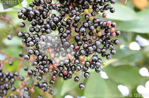 Image of Black Spherical Berries 