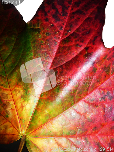 Image of Autumn Leaf 