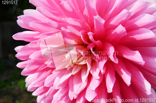 Image of Close Up Dahlia Flower