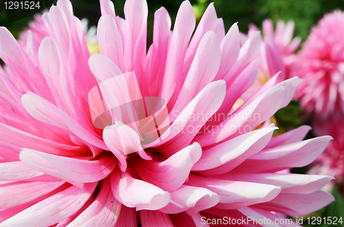 Image of Close Up Dahlia Flower