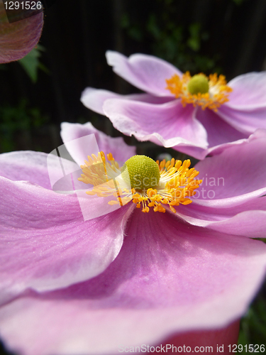 Image of Close Up Japanese Anemone