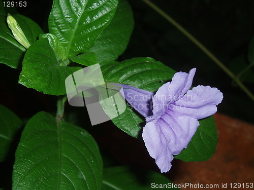 Image of Wild Morning Glory