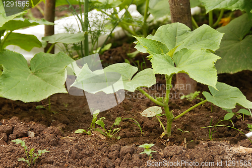 Image of Growing marrow squash