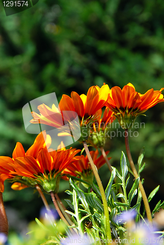 Image of Orange flowers over green