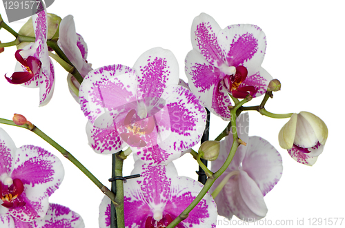 Image of Purple orchid flower