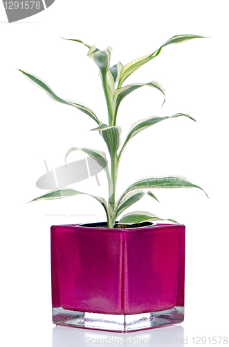 Image of Houseplant