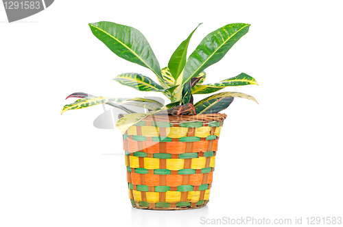 Image of Houseplant