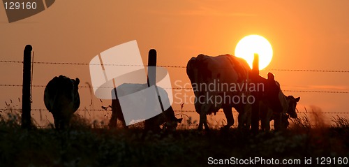 Image of herd silhouette