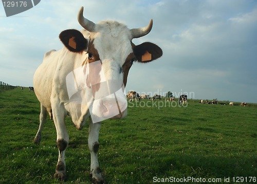 Image of cow