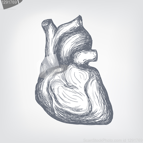 Image of Human  Heart