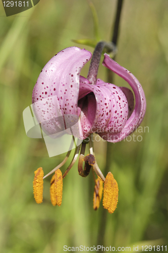 Image of Wild Forest Lily