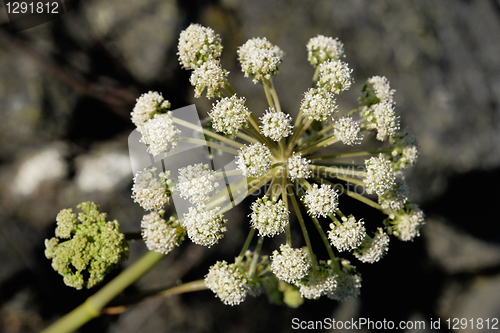 Image of Wild Flower