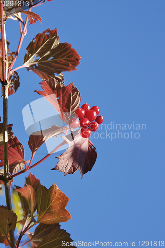 Image of Red Leaves and Berries