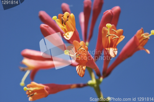 Image of Blooming Flowers of Woodbine