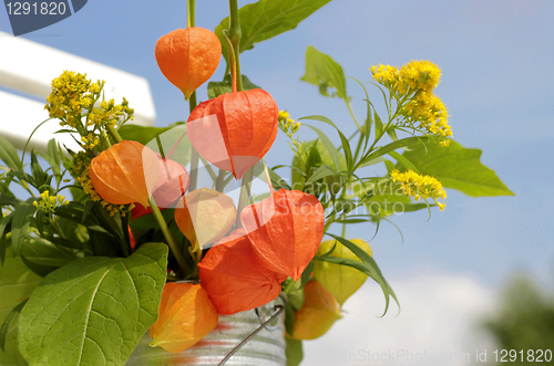 Image of orange lantern of physalis outdoor