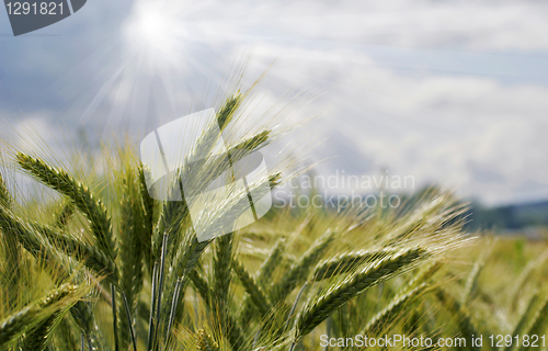Image of barley field in summer