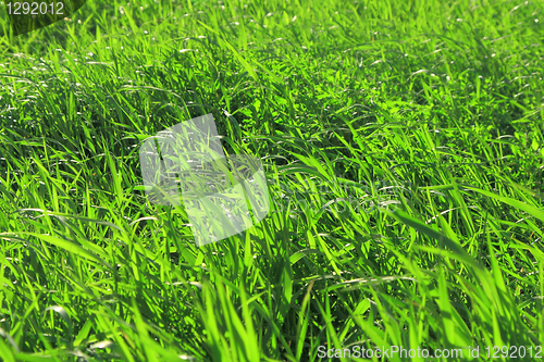 Image of Field with green grass