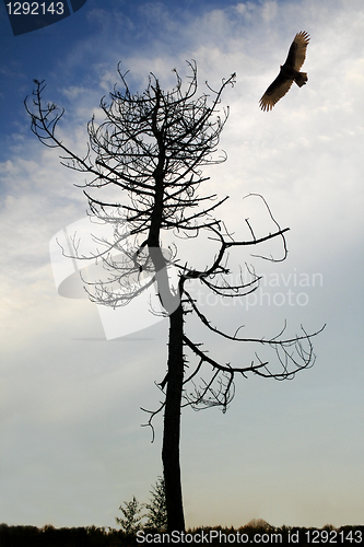 Image of Eagle and Tree          