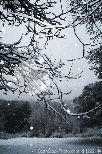Image of Tree-Snow