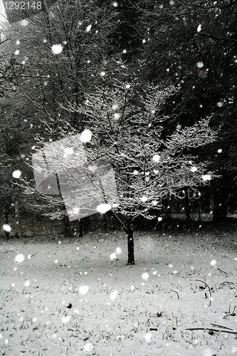 Image of Tree-Snow              