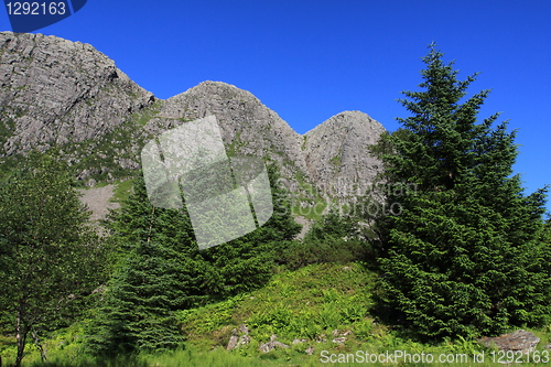 Image of Norwegian mountain forest