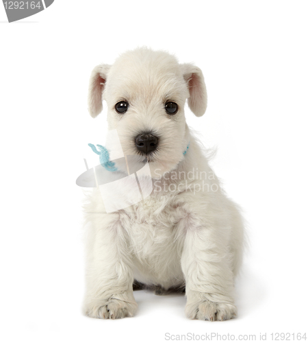 Image of beautiful white puppy