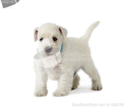 Image of beautiful white puppy