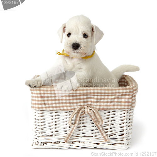 Image of white puppy