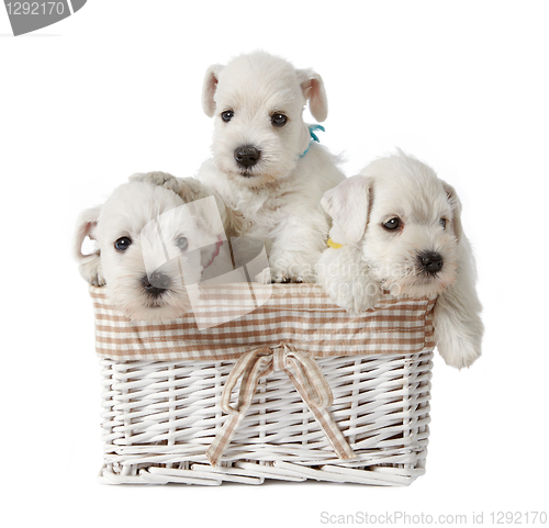 Image of three white puppies