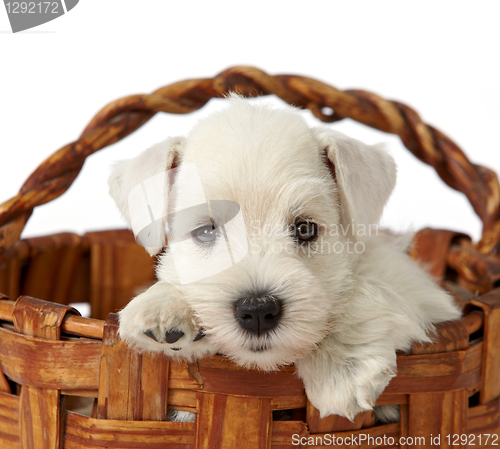 Image of beautiful white puppy