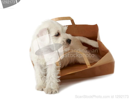 Image of puppy in a shopping bag