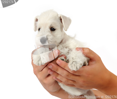 Image of white puppy