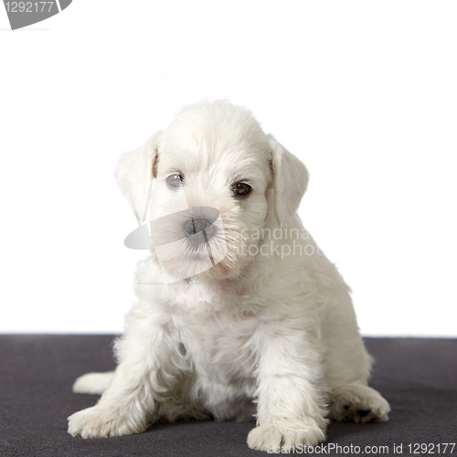 Image of white puppy