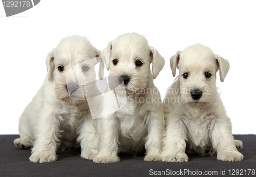 Image of three white puppies