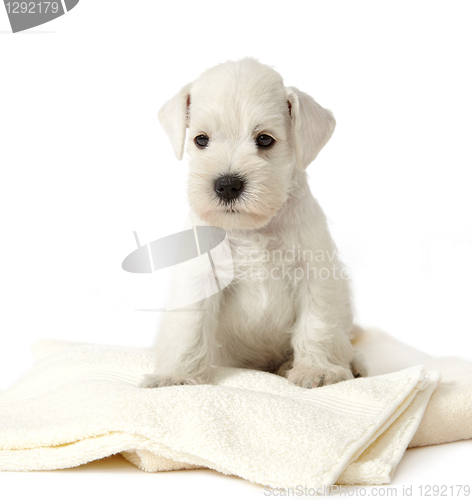 Image of white puppy