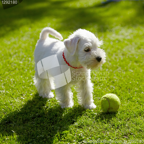 Image of white puppy