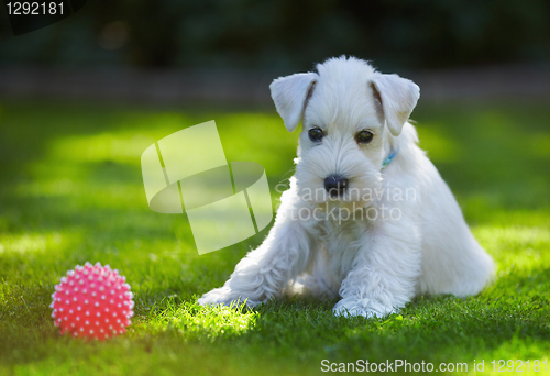 Image of white puppy