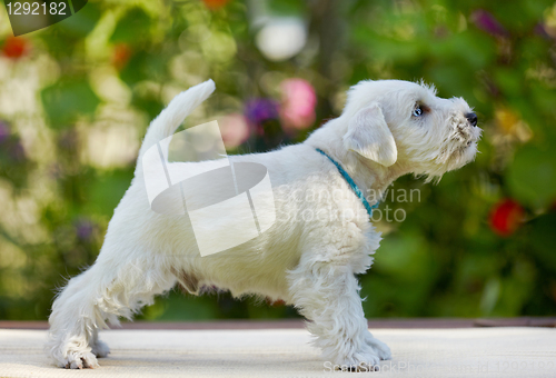 Image of white puppy