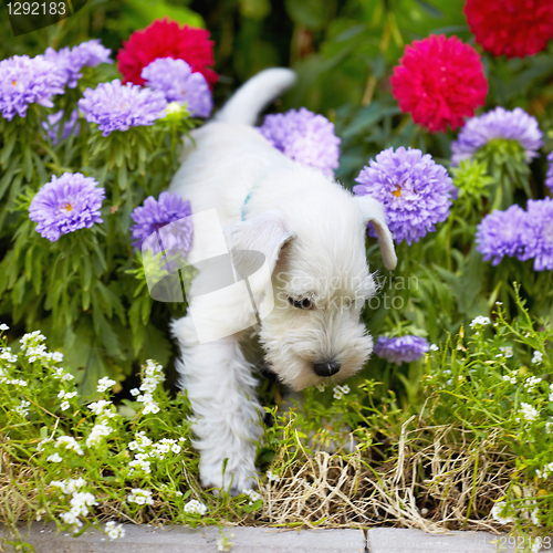 Image of white puppy