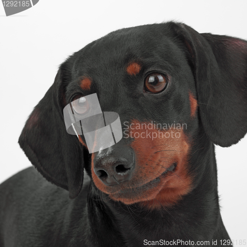Image of portrait of dog