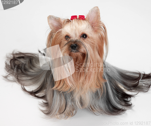 Image of yorkshire terrier