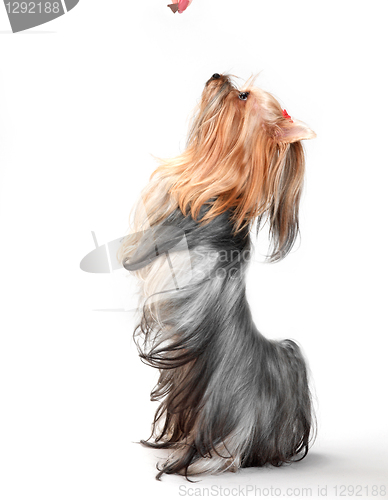 Image of yorkshire terrier