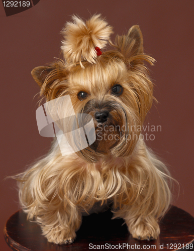 Image of yorkshire terrier