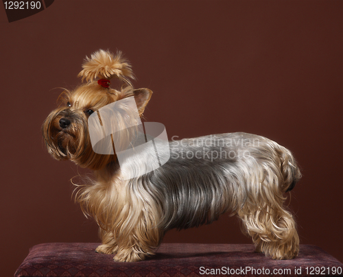 Image of yorkshire terrier