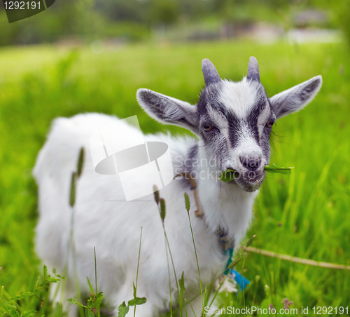 Image of little goat