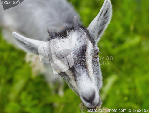 Image of goat