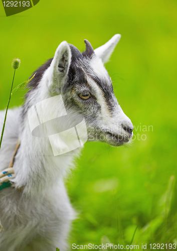 Image of goat