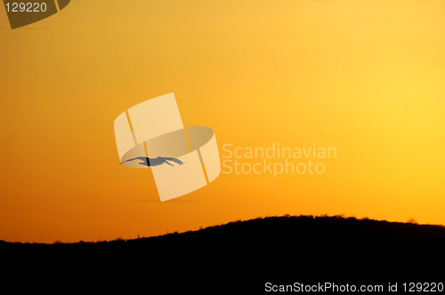 Image of Sunset Pelican Flight