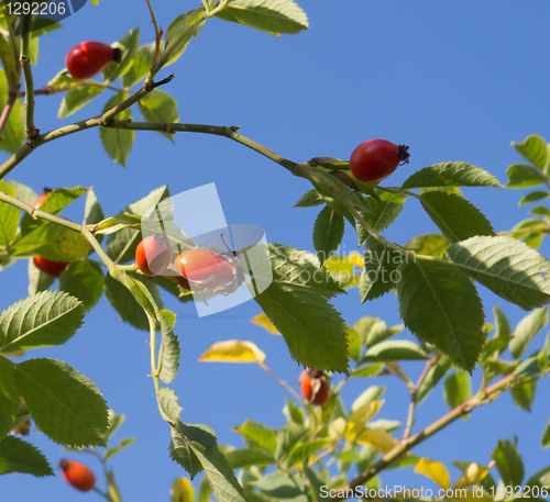 Image of Rose Hips