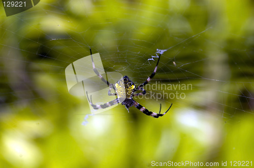 Image of Yellow Belly